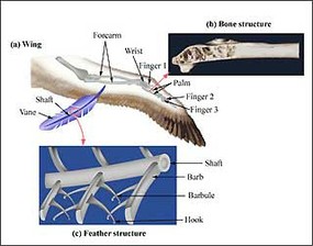 Bio-Inspired Structures course image