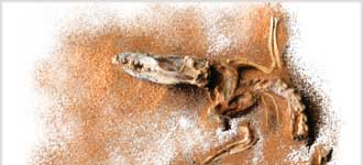 A New History of Life - DVD, digital video course course image