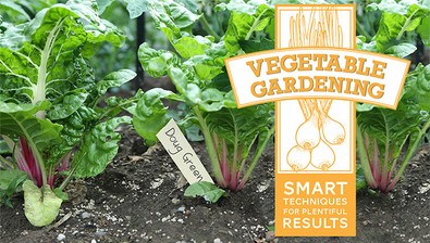 Vegetable Gardening: Smart Techniques for Plentiful Results course image