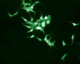 Experimental Molecular Neurobiology course image