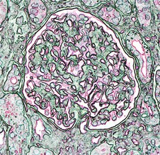 Principle and Practice of Human Pathology course image