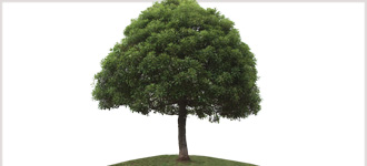 Philosophy as a Guide to Living - CD, digital audio course course image