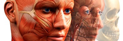 Human Anatomy and Physiology course image