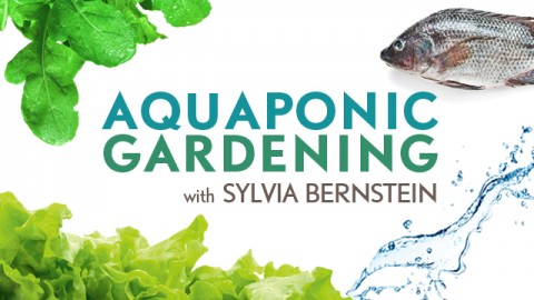 Aquaponic Gardening: Growing Fish and Vegetables Together course image