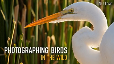 Photographing Birds in the Wild course image