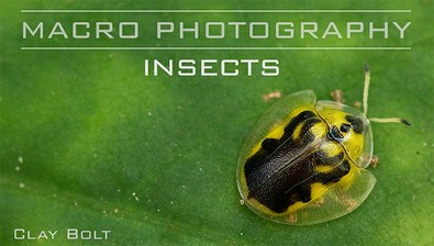 Macro Photography: Insects course image