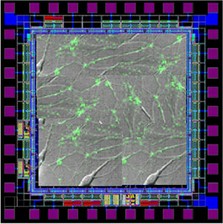 Cellular and Molecular Computation course image
