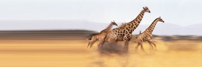 Photoshop Elements 10 for the Digital Photographer II course image