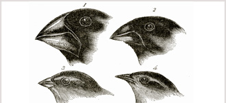 Theory of Evolution: A History of Controversy - CD, digital audio course course image