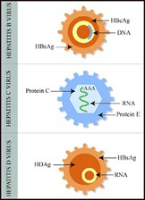 Molecular and Cellular Pathophysiology (BE.450) course image
