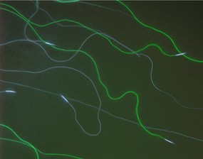 Survival in Extreme Conditions: The Bacterial Stress Response course image