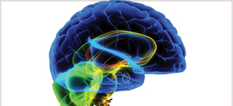 Understanding the Brain - DVD, digital video course course image