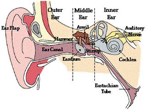 Molecular Biology for the Auditory System course image