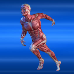 Introduction to the Human Muscular System course image