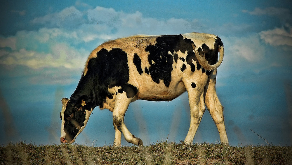 Sustainable Food Production Through Livestock Health Management course image