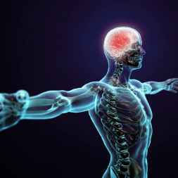 Introduction to the Human Nervous System course image