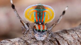 Animal Behaviour course image