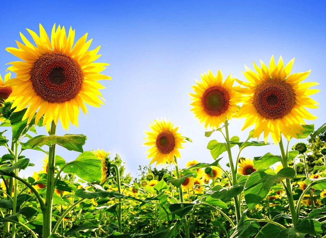 Biobased Economy Introduction course image