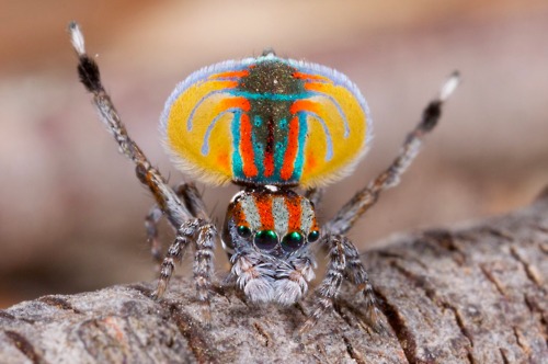 Animal Behaviour course image
