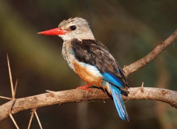 Biomimicry: A Sustainable Design Methodology course image