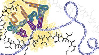 Molecular Biology – Part 3: RNA Processing and Translation course image
