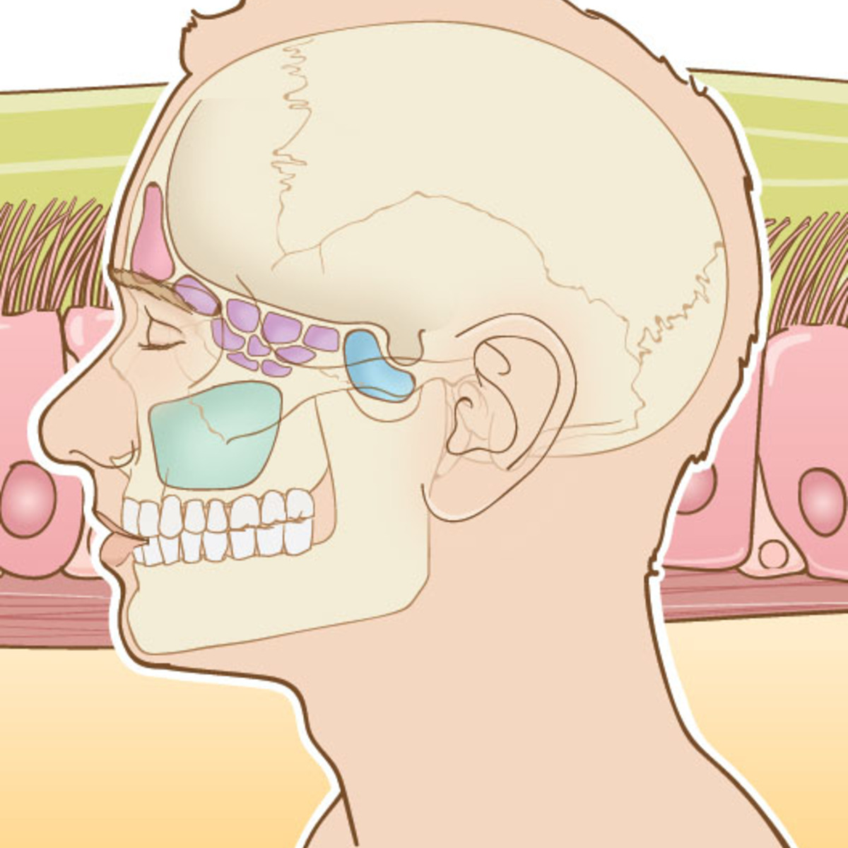 Acute and Chronic Rhinosinusitis: A Comprehensive Review course image