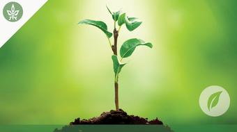 What a Plant Knows (and other things you didn’t know about plants) course image