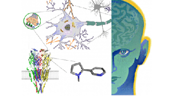 Drugs and the Brain course image