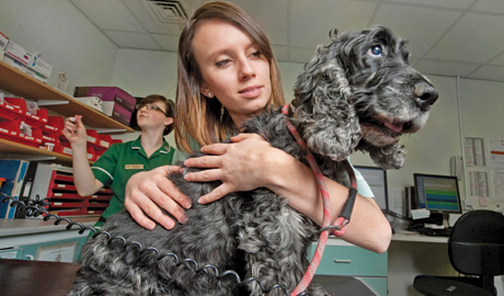 EDIVET: Do you have what it takes to be a veterinarian? course image