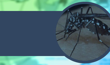 ETV: Paludismo, Dengue y Chikungunya course image