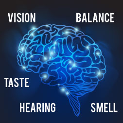 Introduction to the Human Sensory Organs course image