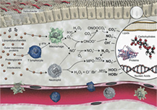 Biological Engineering Design course image