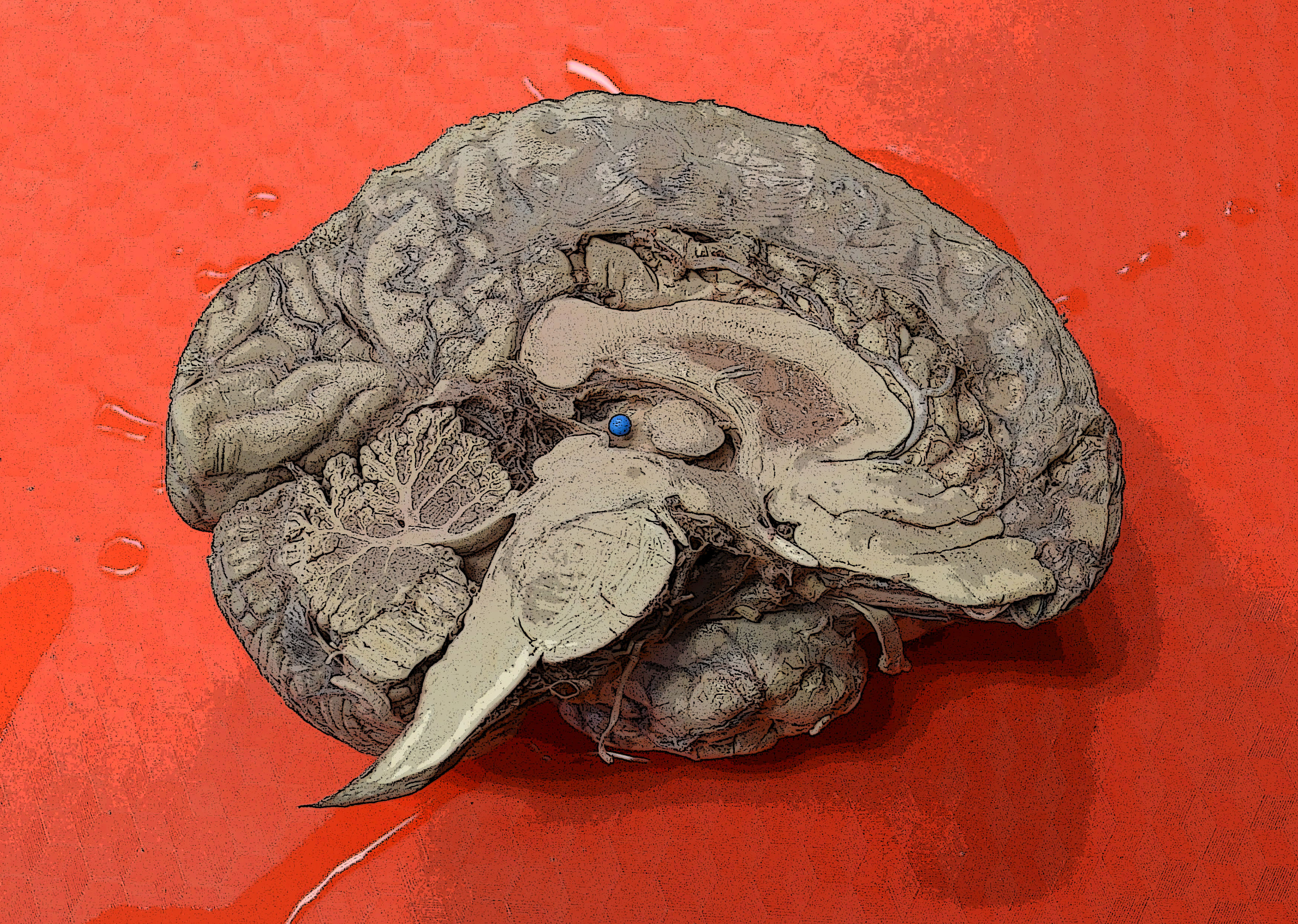 Understanding the Brain: The Neurobiology of Everyday Life course image