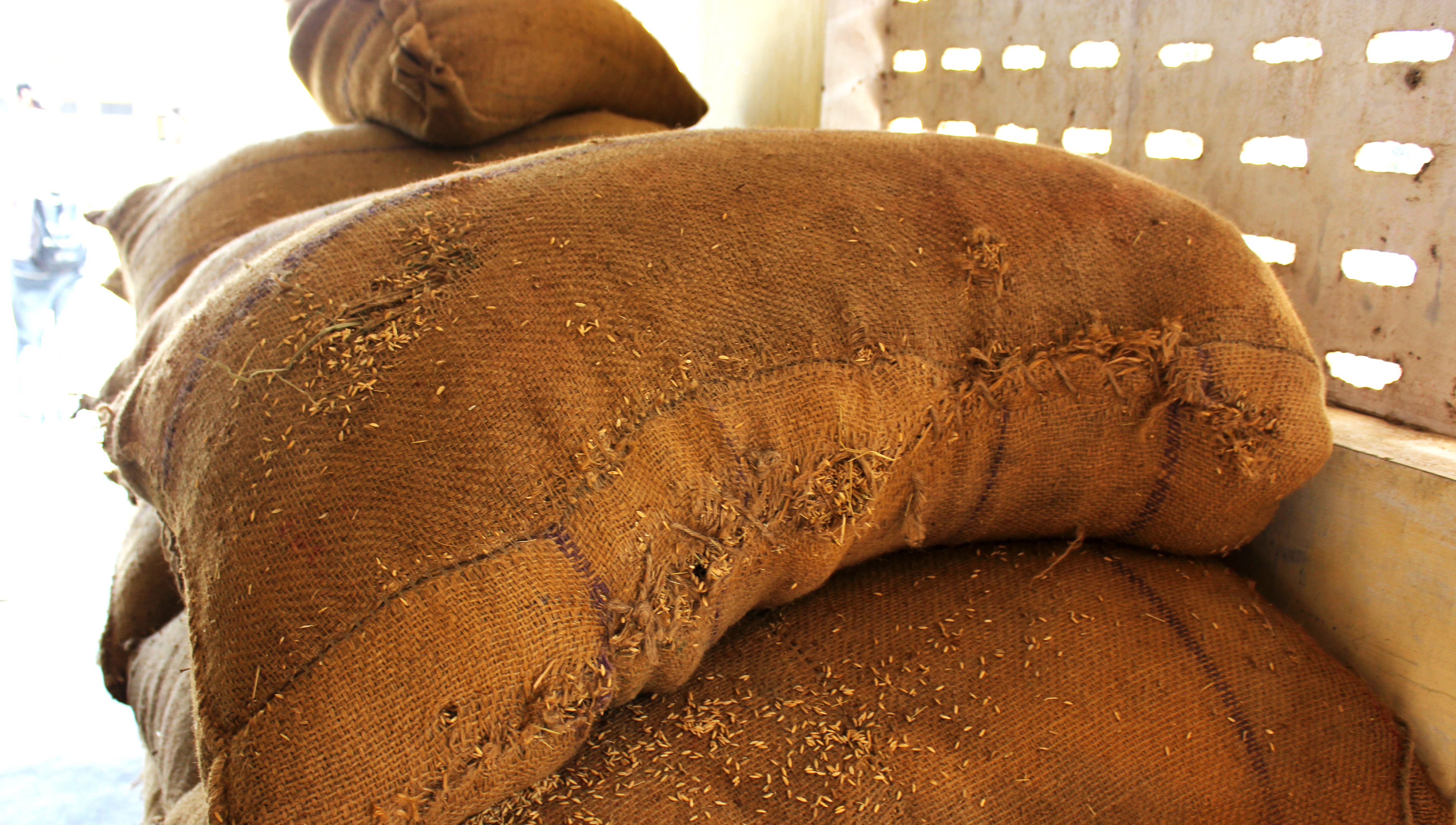 Global Postharvest Loss Prevention: Fundamentals, Technologies, and Actors course image