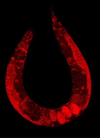 Experimental Molecular Genetics course image