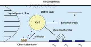 Fields, Forces and Flows in Biological Systems course image