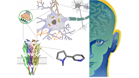 Drugs and the Brain course image