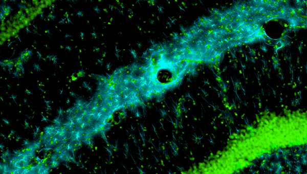 Experimental Methods in Systems Biology course image