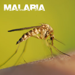 Global Health Initiative - Malaria Awareness course image