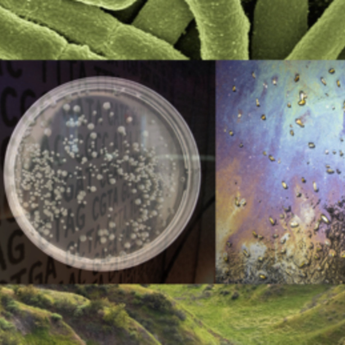 Engineering Life: Synbio, Bioethics & Public Policy course image