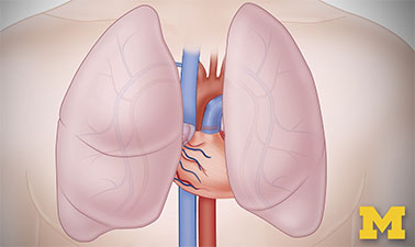 Anatomy: Cardiovascular, Urinary, and Respiratory Systems course image