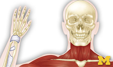 Anatomy: Musculoskeletal and Integumentary Systems course image