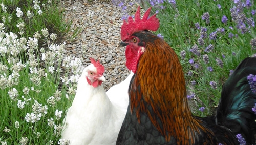 Chicken Behaviour and Welfare course image