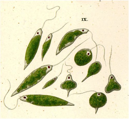 Interactive Microbiology and Foundations of Scientific Practice Homepage course image