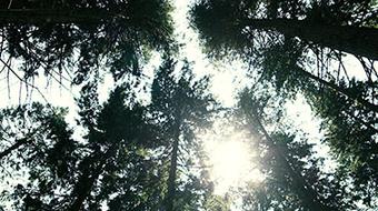 Existential Well-being Counseling: A Person-centered Experiential Approach course image