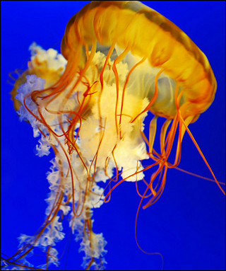 Anthropology of Biology course image