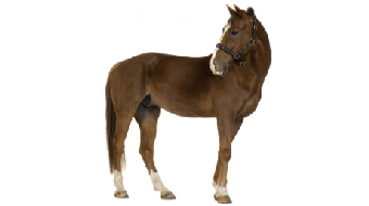 Equine Nutrition course image