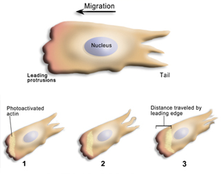 Molecular, Cellular and Tissue Biomechanics (BE.410J) course image