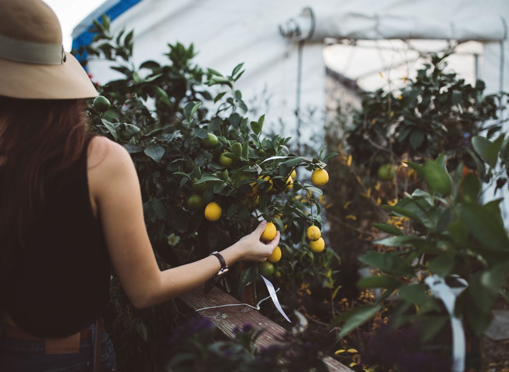 Intro to Permaculture Design course image