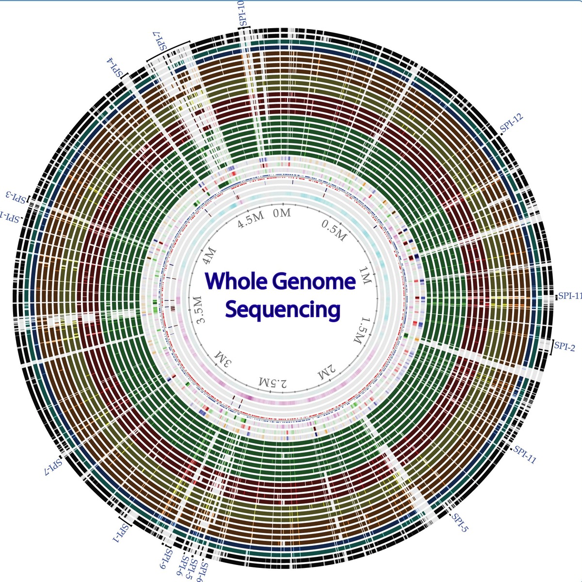 Whole genome sequencing of bacterial genomes - tools and applications course image